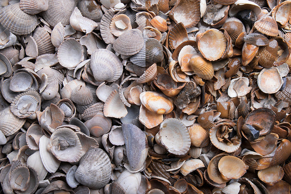 Muschelkies – Nahaufnahme trocken (links) und nass (rechts) im Vergleich