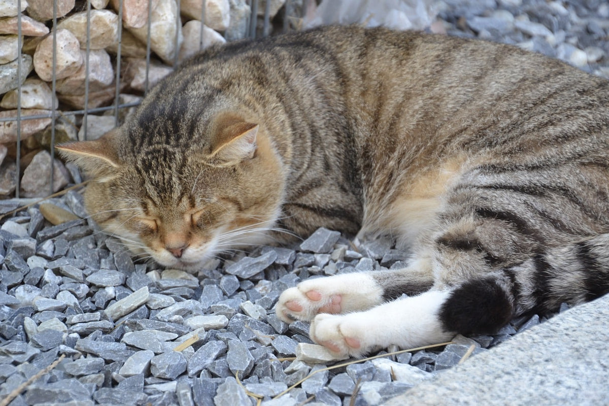 5. Kies für Garten: natürlicher als Pflasterflächen