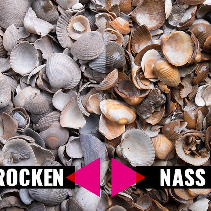 Muschelkies