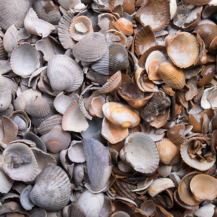 Muschelkies – Nahaufnahme trocken (links) und nass (rechts) im Vergleich