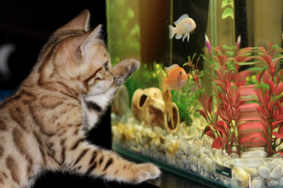 katze-ist-neugierig-aquarium