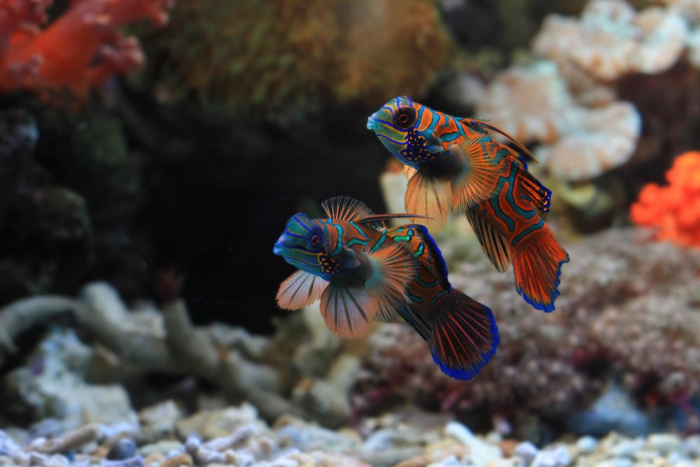 Aquarium Kies Mandarinenfische